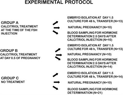 The effect of calcitriol on the development and implantation capacity of embryos from hyper-stimulated mice